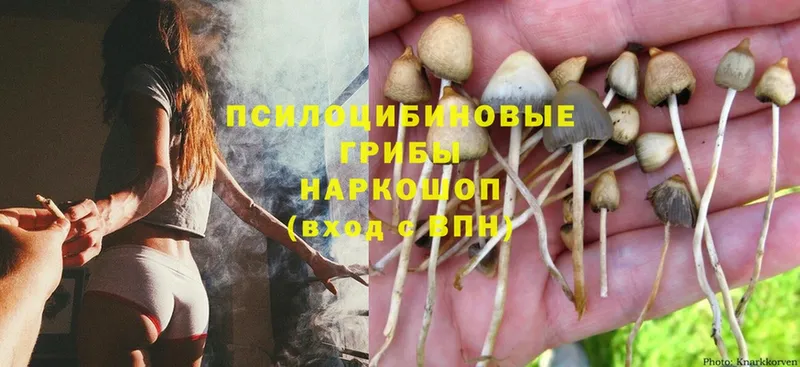 MEGA как зайти  Радужный  Псилоцибиновые грибы Psilocybine cubensis  цена  